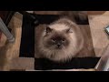Crying Himalayan Cat の動画、YouTube動画。