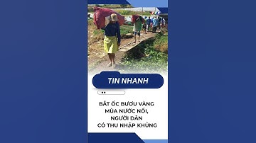 Bắt ốc bươu vàng mùa nước nổi, người dân có thu nhập khủng | TayNinhTV