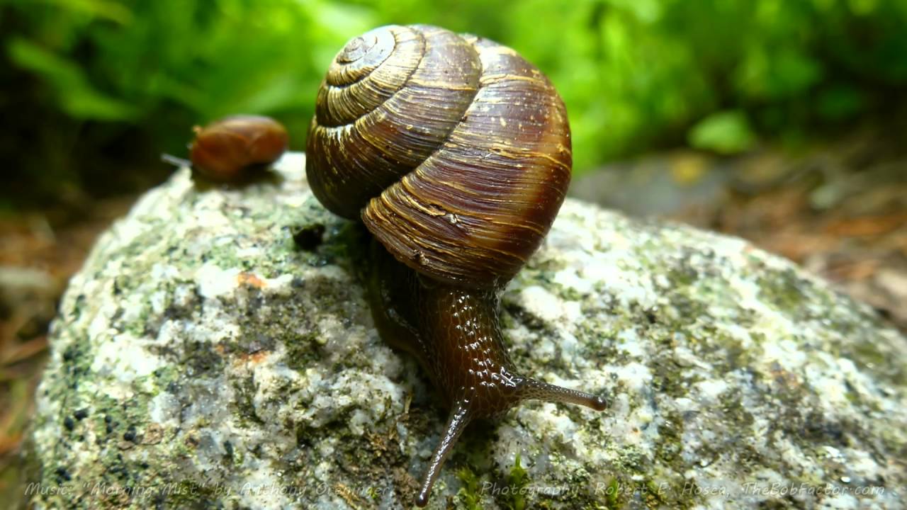 Montana's Cabinet Mountain Beauty (1080 HD)