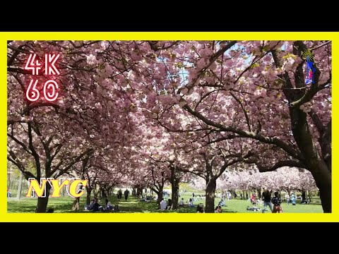 Video: Mga Lugar na Bisitahin Malapit sa Brooklyn Botanical Gardens