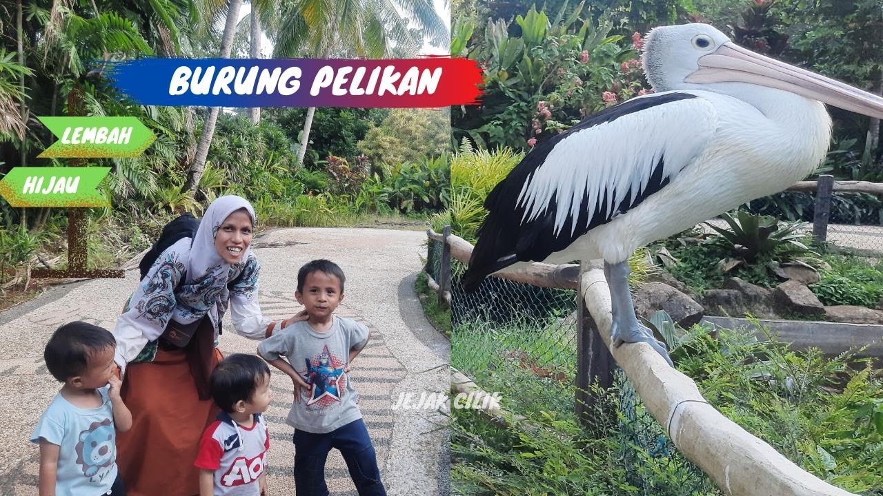 BURUNG PELIKAN - BURUNGNYA MARAH KARENA TERLALU DEKAT 