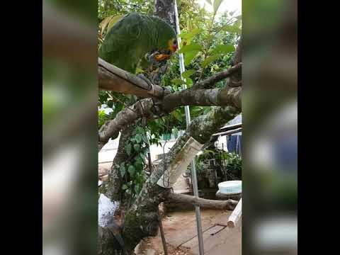 Amazona Frentirroja (Amazona autumnalis)- comiendo
