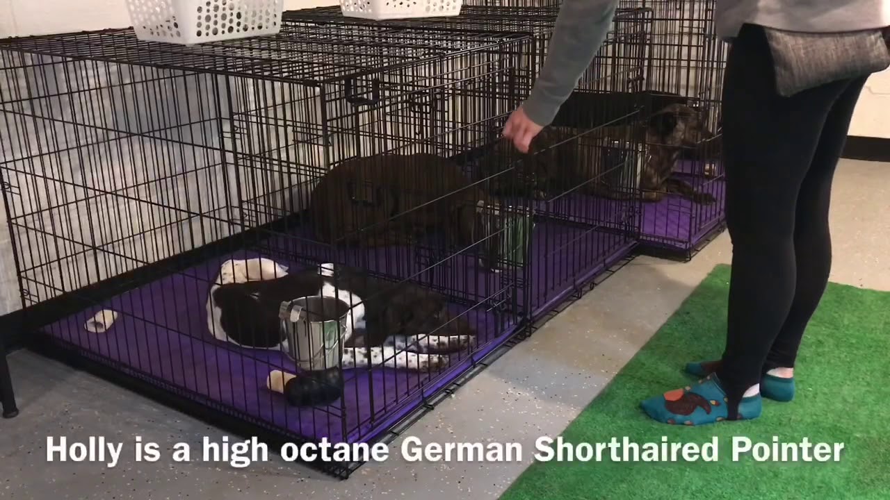 How to live with a high energy dog! YouTube