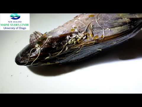 Video: Mussels: internal and external structure