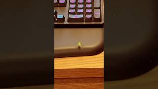 Celebrity Can’t stream anymore, room is off limits #grasshopper #twitch #kick #streamer Profile