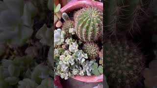 Magic Cactus