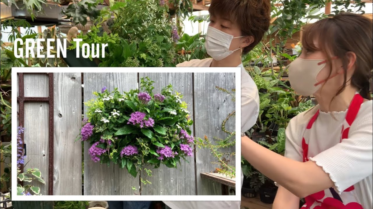 初心者でもワンランク上の初夏のハンギングが作れると人気で予約がとれない寄せ植え教室に密着！ペンタスとトレニアで11月まで楽しめる| Kanekyu金久 |  観葉植物/園芸店巡り | 大阪/日根野