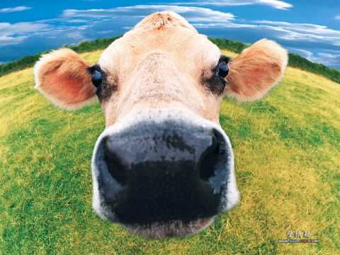 Videó: Mit kell érezni a tehenek preg-ellenőrzésekor?