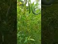 वाव मिर्ची #nature #farming #shortvideo #shorts #trending #viral