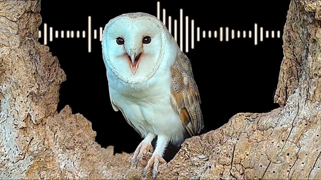 Baby Owl  - Parry Gripp  - Animation by The0Kid!!