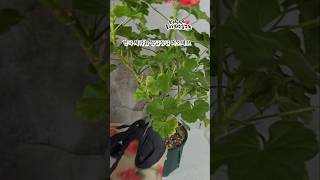 @희서니네 둥글둥글미소 제라늄.가지치기만 해도 꽃이 두배#Shorts#베란다정원 #제라늄키우기 #제라늄가지치기#플랜테리어#꽃키우기#가드닝#한국제라늄