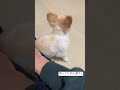 【ペキチワ】思ってたのと違う😂 #shorts