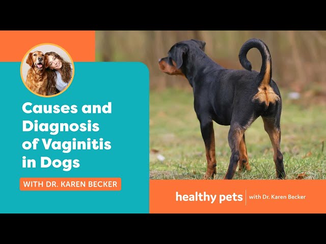 Dr. Becker: Causes And Diagnosis Of Vaginitis In Dogs - Youtube