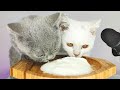 Cats Eating Yogurt ASMR Cats Eating Yogurt ASMR