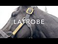 Latrobe gr1 winner by camelot montjeu