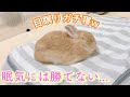 眠気に耐えるも 結局目を瞑ってガチ寝しちゃううさぎw