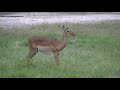 Gazelles à Tembé