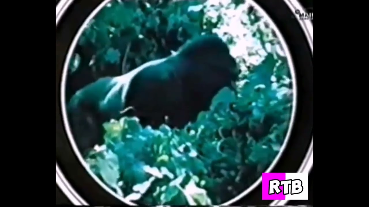 Combersea Big Neon Too Little Intro