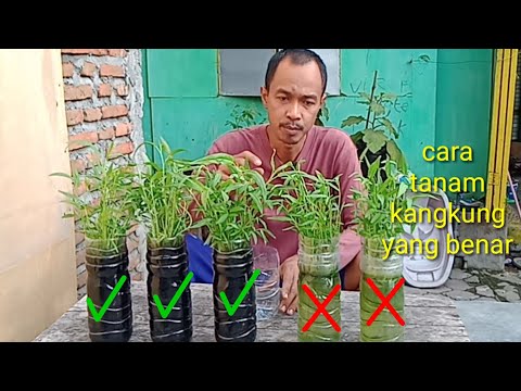 cara menanam kangkung pakai botol bekas yang baik dan benar cara menanam kangkung pakai botol bekas yang baik dan benar