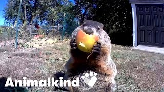 Watch Chunk the hungry groundhog's cheeky garden raids | Animalkind #goodnews