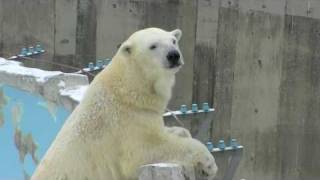 お隣のお姉さんが覗いてる~Polar Bear Playing