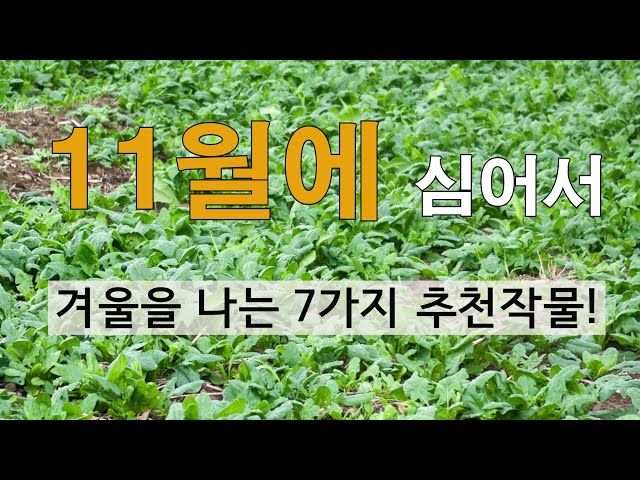 11월에 심어서 겨울을 나는 7가지 추천작물!# 11월에 심을수 있는 작물!