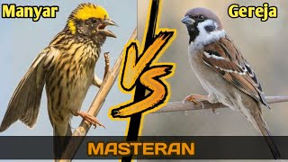 MASTERAN TERBAIK❗BURUNG MANYAR VS BURUNG GEREJA FULL TEMBAKAN