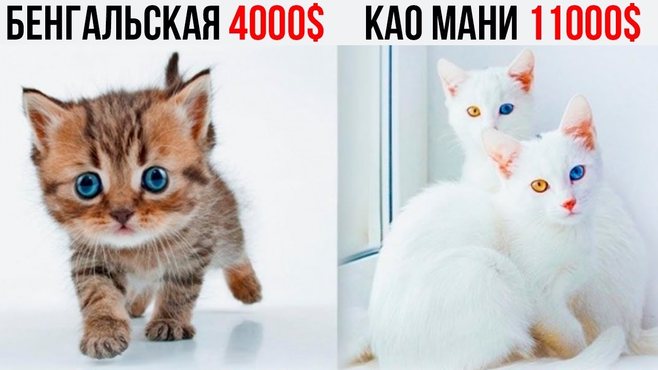 15 Самых ШИКАРНЫХ и ДОРОГИХ КОШЕК в Мире!