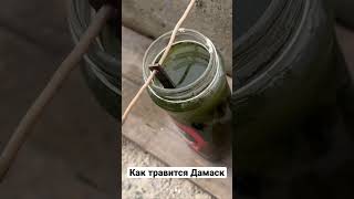 Травим клинок ножа из дамасской стали