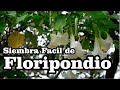 Floripondio (Brugmansia)