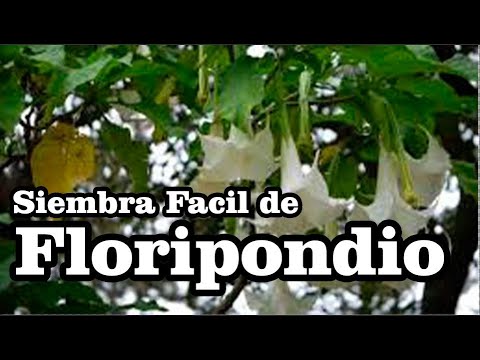Video: Cómo hacer que las plantas de Brugmansia florezcan