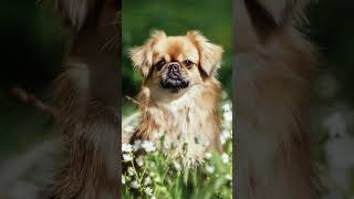 Tibetan Spaniel Tales: The world of the Tibetan Spaniel #Dogs #Dogfacts #tibetanspaniel