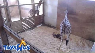 Animal Adventure Park Giraffe Cam - April The Giraffe Giving Birth Today Live Stream 24\/7
