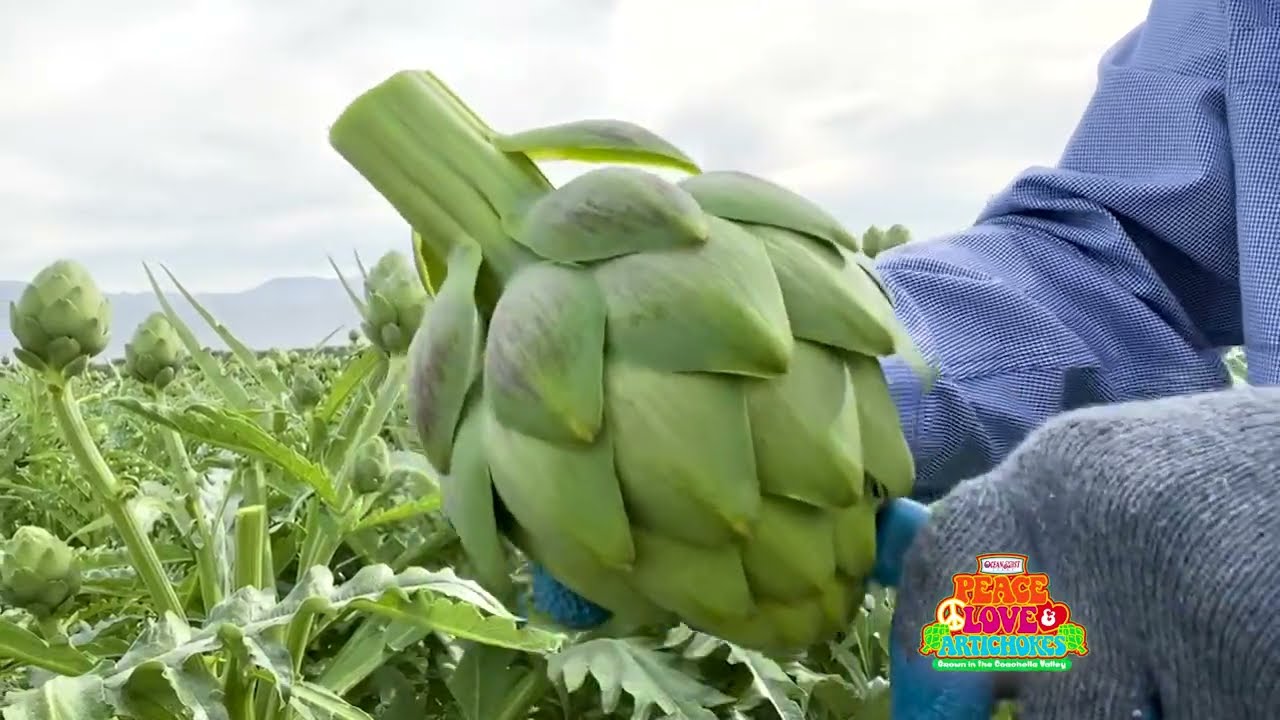 Ocean Mist Farms Artichoke Field Update Coachella, CA February 3 YouTube