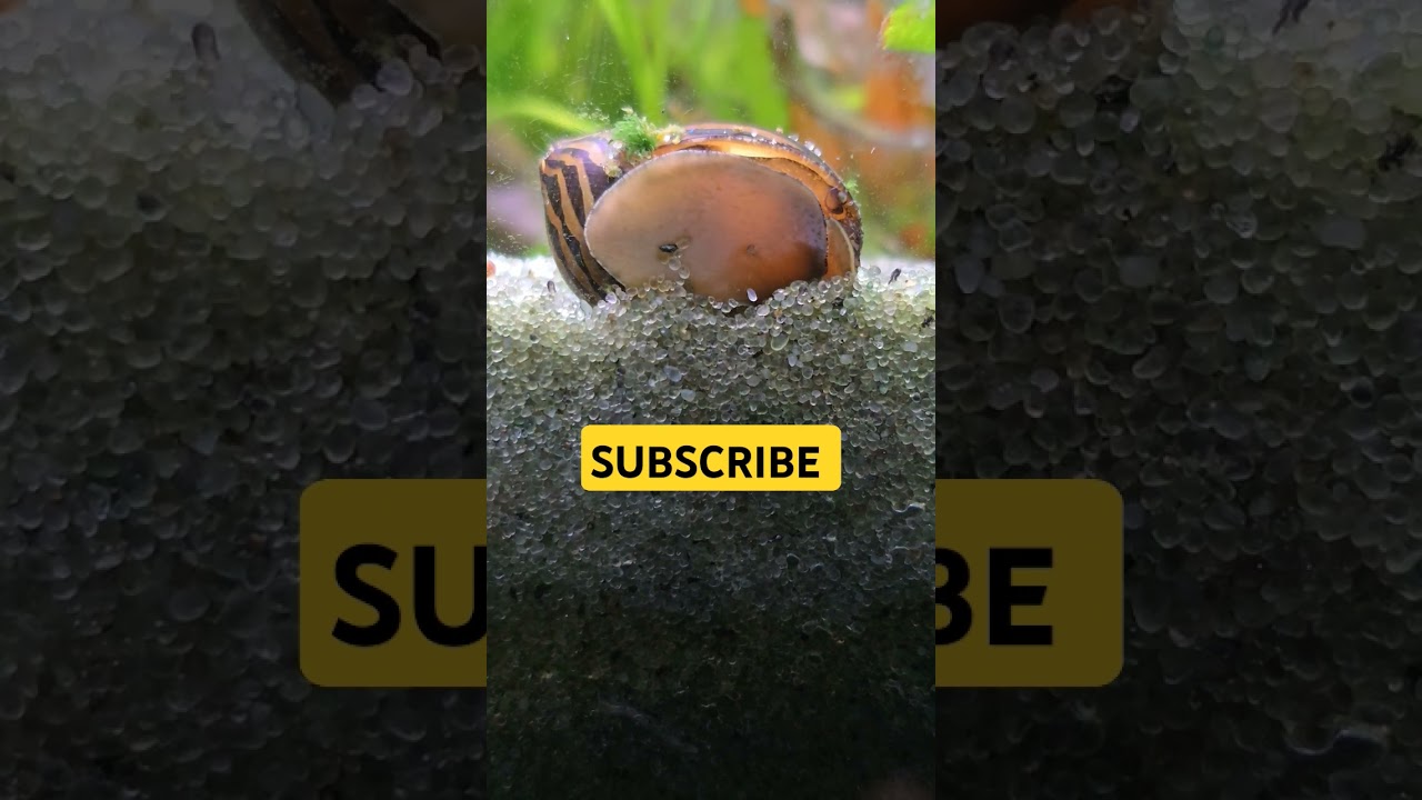 🐌Nerite Snails 