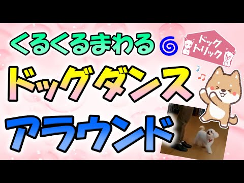 【犬の芸】 ドッグダンス導入編 ドッグトリック：アラウンドを教えてみよう！