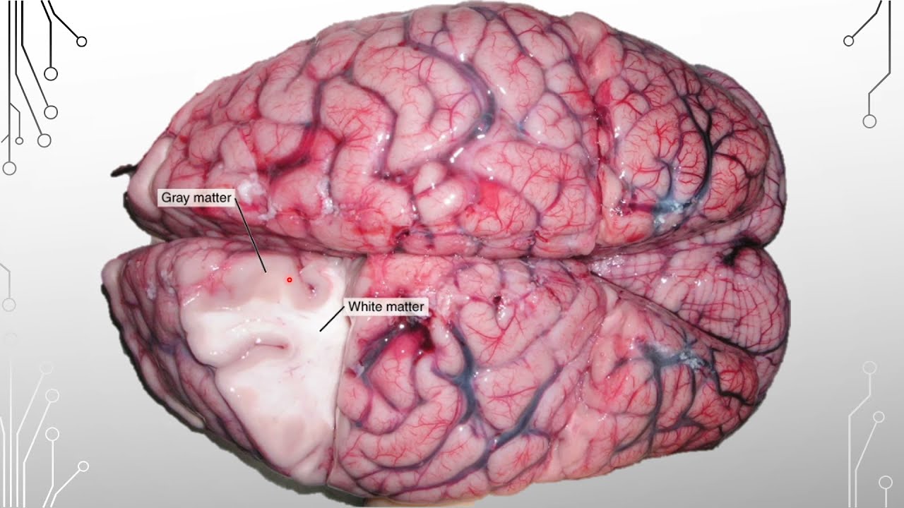 Cerebral Cortex by Dr. J. B. Ashraf Ali M. D.,