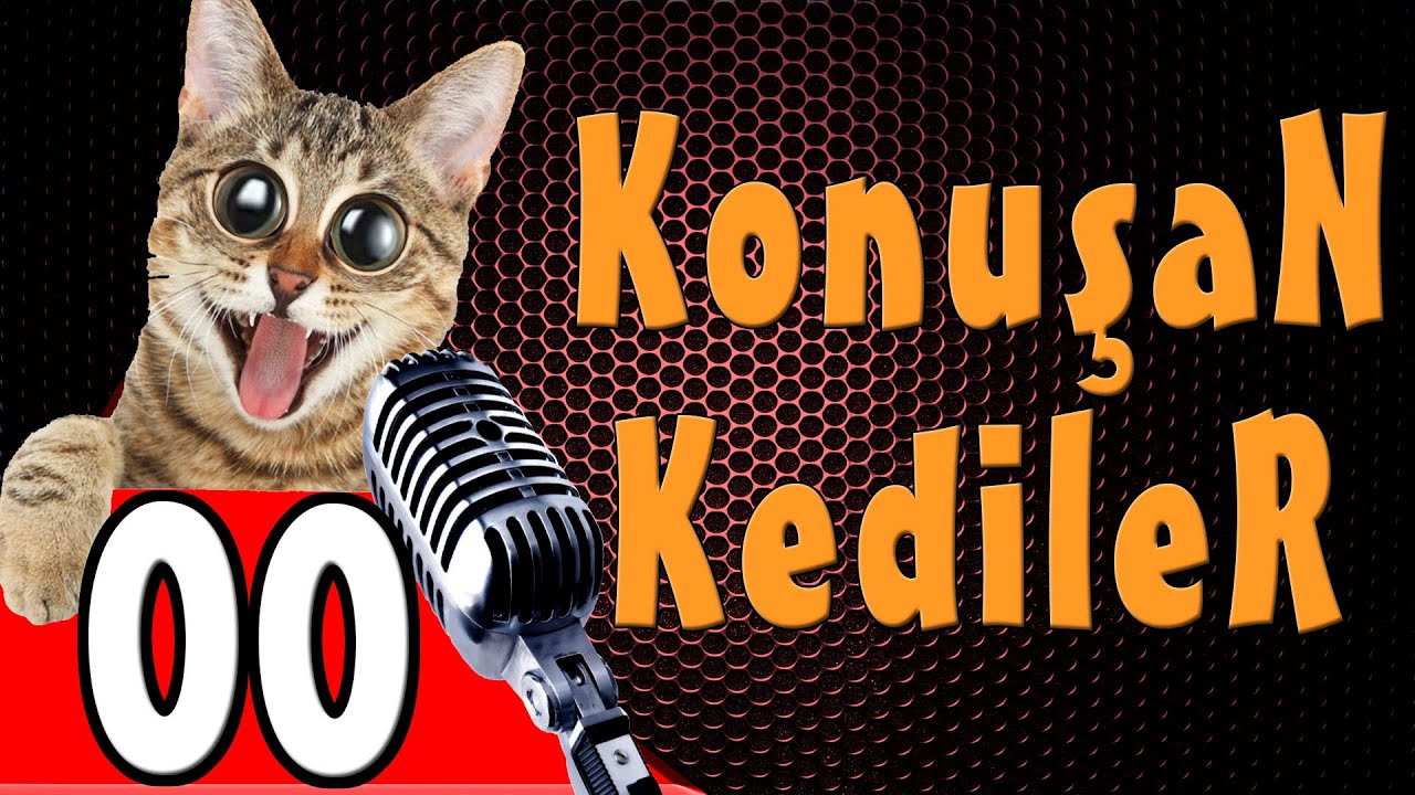 Konusan Kediler 00 En Komik Kedi Videolari Yeni Bolum Youtube