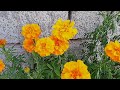    cultiver du souci fleur marigold cultivation