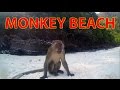 Funny monkey on the beach | Thailand trip 2014 | Day 13