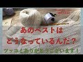 あのベストはどうなっているんだ？【本日の手芸】today's handicraft