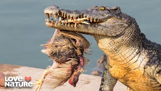 Alien Species Take Over the Everglades | Seasons of the Wild 102 @lovenature