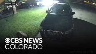 Colorado wildlife officials warn of increased bear activity as fall weather approaches