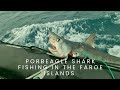 Porbeagle shark fishing in the faroe island