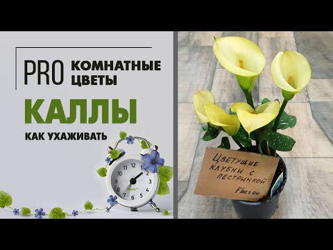 Калла - клубневое растение, которое можно выращивать не только в саду, но и как комнатное растение