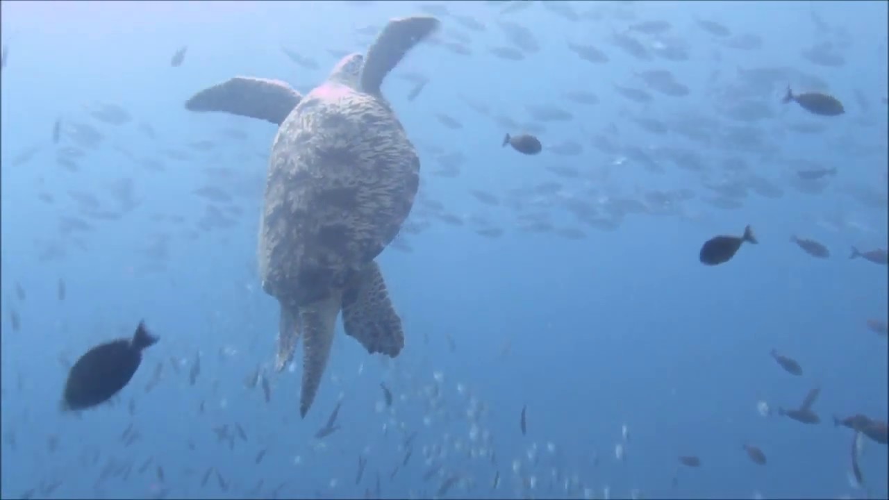 Diving Turtle Heaven in Gili Trawangan