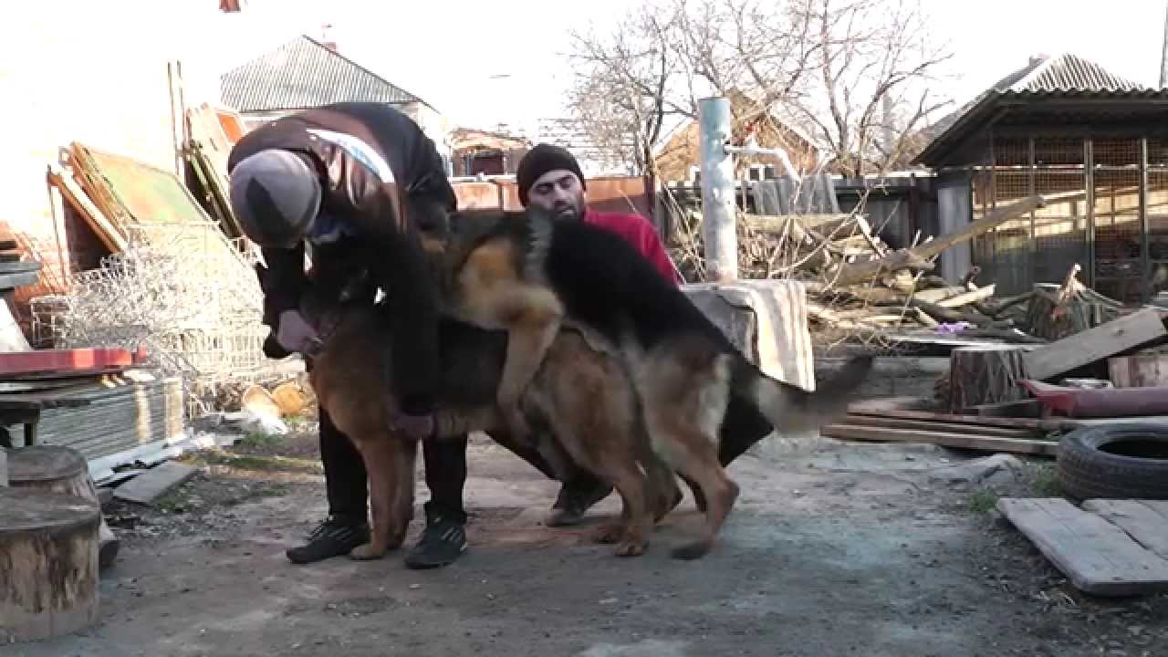 Немецкая овчарка вязка (German Shepherd) Mating in dogs