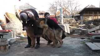 Немецкая овчарка вязка (German Shepherd) Mating dogs(Шерхан Роберлит - Рус Оль Таг Нексия тел. 89281873838., 2014-04-05T19:58:52.000Z)