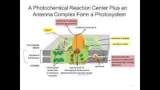 L11v03 photosynthesis 1