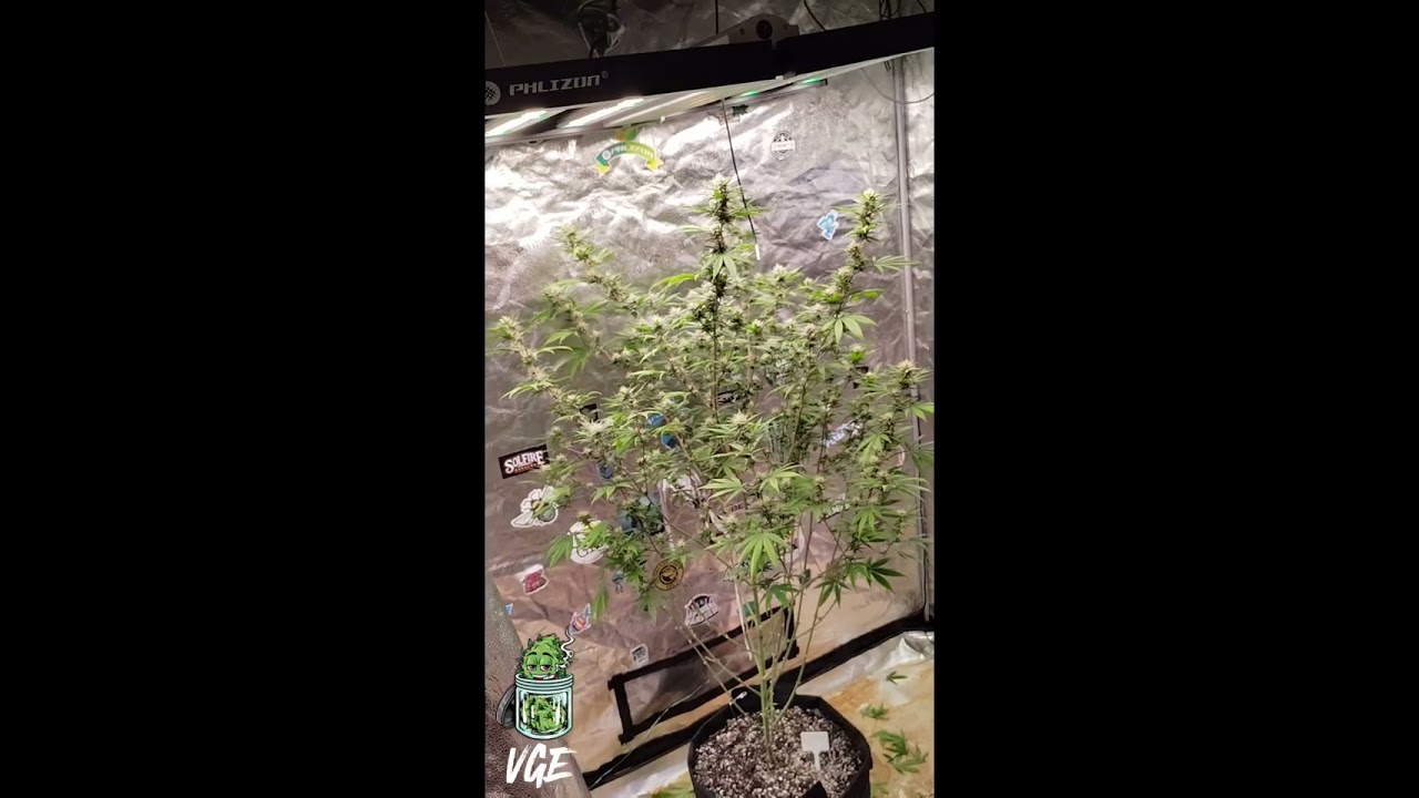 GEORGIA PIE Photoperiod Veg to Harvest from 